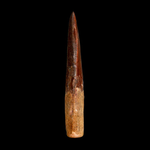 XL 3" Carcharodontosaurus Serrated Fossil Tooth Cretaceous Theropod Dinosaur COA - Fossil Age Minerals