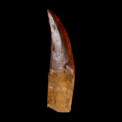 XL 3" Carcharodontosaurus Serrated Fossil Tooth Cretaceous Theropod Dinosaur COA - Fossil Age Minerals