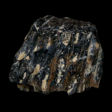 0.8" Tyrannosaurus Rex Fossil Bone Dinosaur Lance Creek Formation Wyoming COA