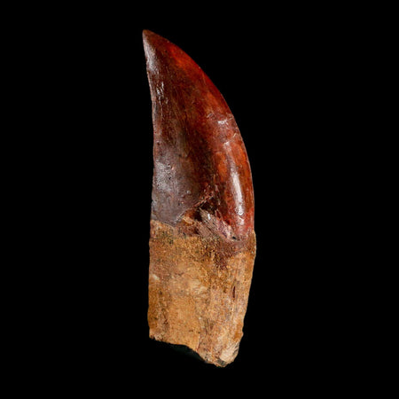 XL 3" Carcharodontosaurus Serrated Fossil Tooth Cretaceous Theropod Dinosaur COA