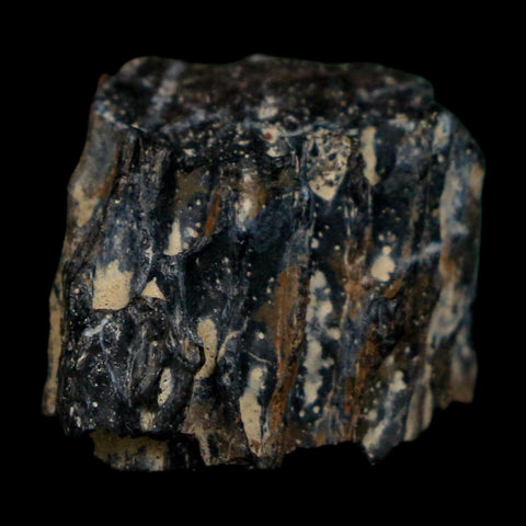 0.8" Tyrannosaurus Rex Fossil Bone Dinosaur Lance Creek Formation Wyoming COA - Fossil Age Minerals