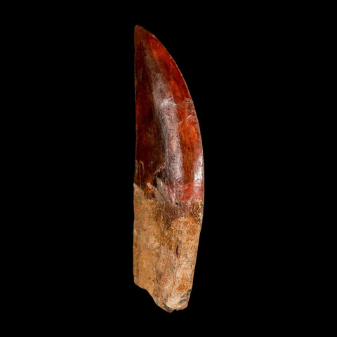 XL 3" Carcharodontosaurus Serrated Fossil Tooth Cretaceous Theropod Dinosaur COA - Fossil Age Minerals