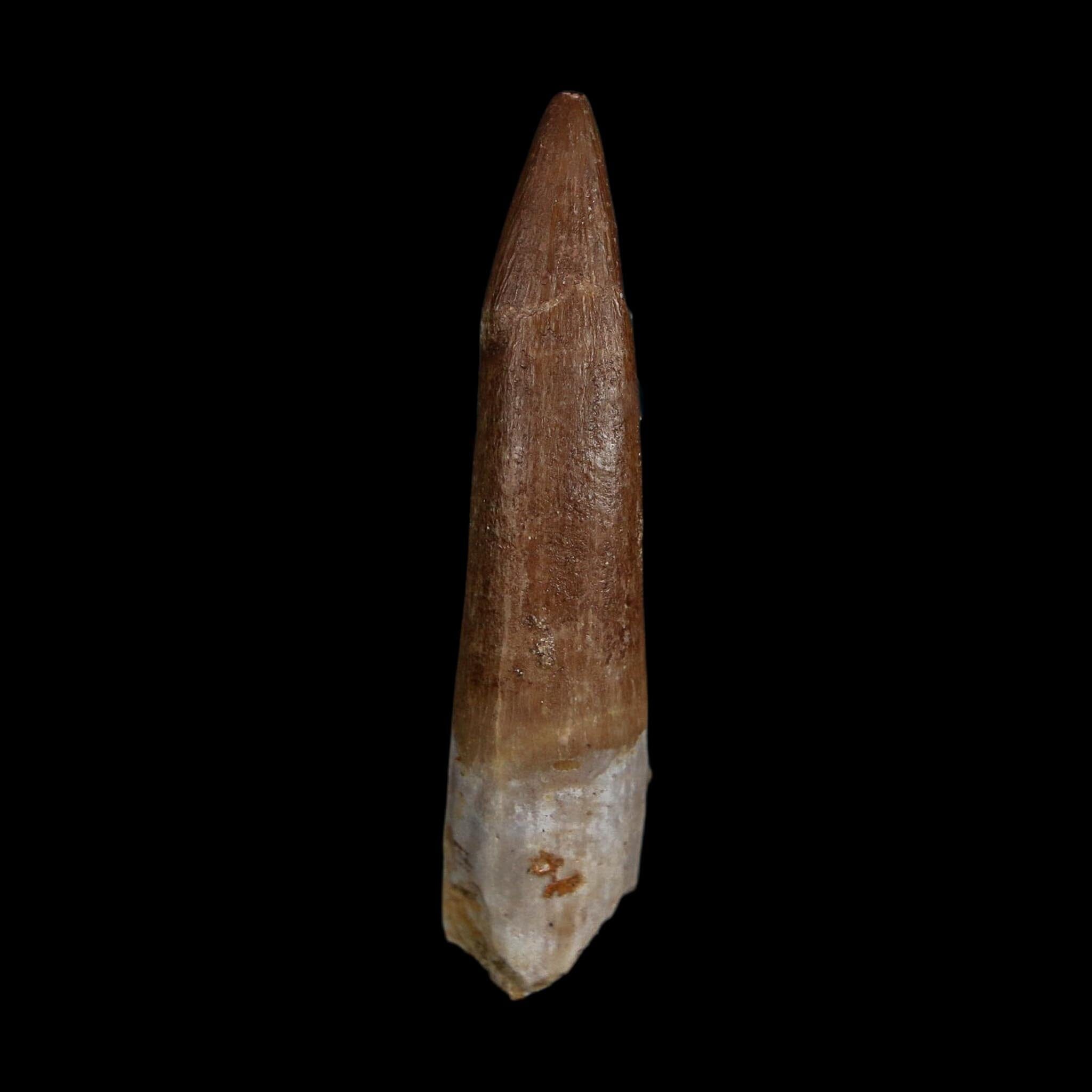 XL 2" Plesiosaur Zarafasaura Tooth Fossil Cretaceous Dinosaur Era COA, Stand