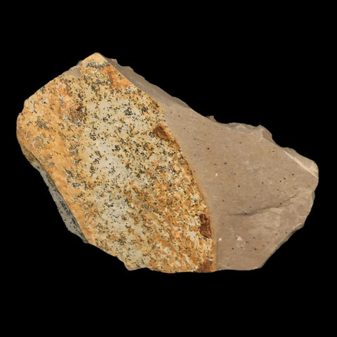 1" Detailed Fossil Plant Leafs Metasequoia Dawn Redwood Oligocene Age MT COA - Fossil Age Minerals