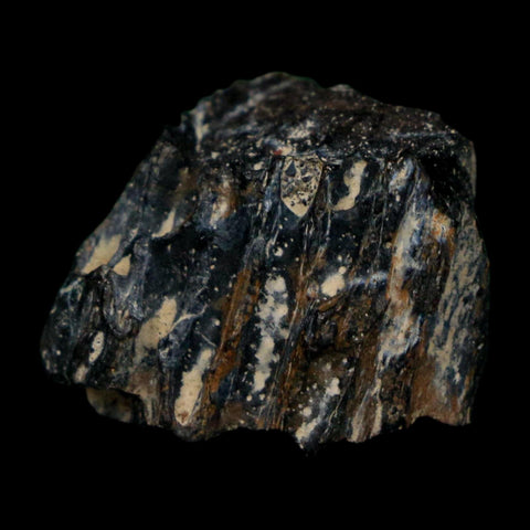 0.8" Tyrannosaurus Rex Fossil Bone Dinosaur Lance Creek Formation Wyoming COA - Fossil Age Minerals