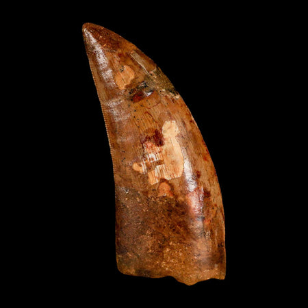 XL 3.2" Carcharodontosaurus Serrated Fossil Tooth Cretaceous Theropod Dinosaur COA