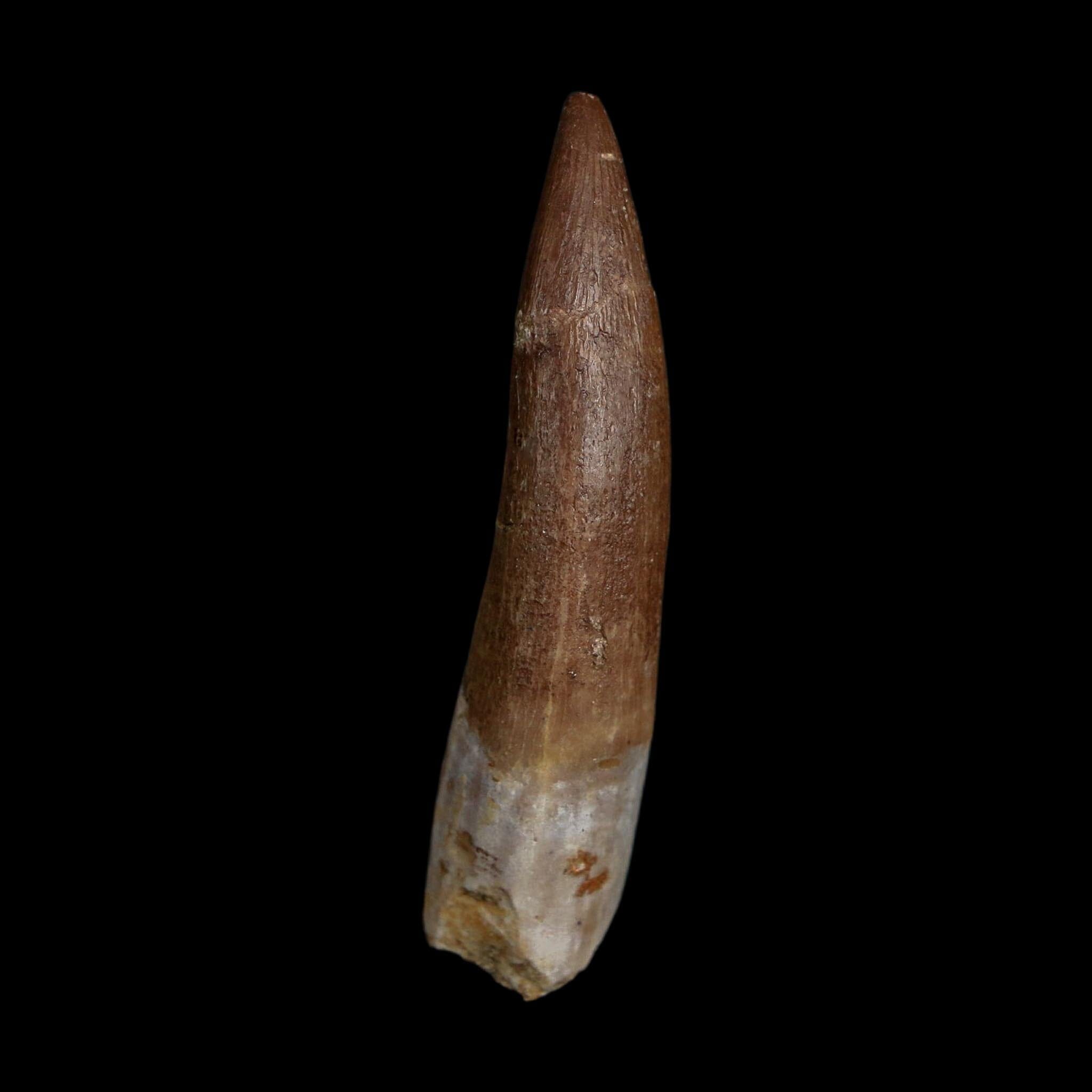 XL 2" Plesiosaur Zarafasaura Tooth Fossil Cretaceous Dinosaur Era COA, Stand