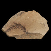 1.2" Detailed Fossil Plant Leafs Metasequoia Dawn Redwood Oligocene Age MT COA