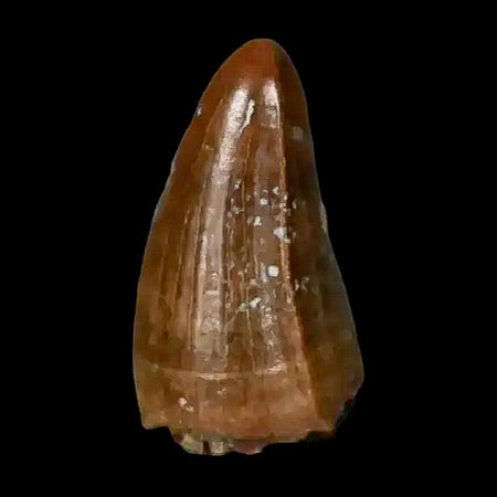 0.4 Crocodile Borealosuchus Fossil Tooth Judith River FM Montana COA Display