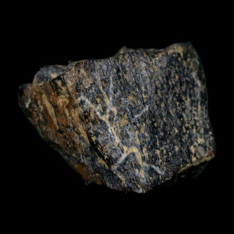 0.8" Tyrannosaurus Rex Fossil Bone Dinosaur Lance Creek Formation Wyoming COA - Fossil Age Minerals