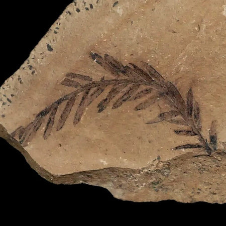 1.2" Detailed Fossil Plant Leafs Metasequoia Dawn Redwood Oligocene Age MT COA