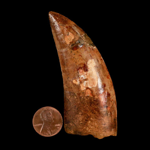 XL 3.2" Carcharodontosaurus Serrated Fossil Tooth Cretaceous Theropod Dinosaur COA - Fossil Age Minerals