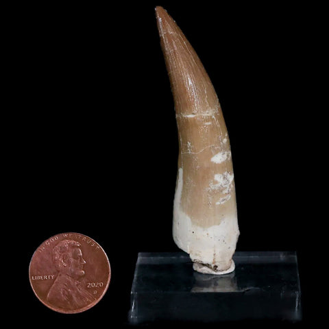 XL 2.5" Plesiosaur Zarafasaura Tooth Fossil Cretaceous Dinosaur Era COA, Stand - Fossil Age Minerals