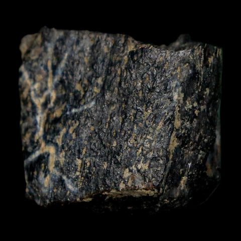 0.8" Tyrannosaurus Rex Fossil Bone Dinosaur Lance Creek Formation Wyoming COA - Fossil Age Minerals