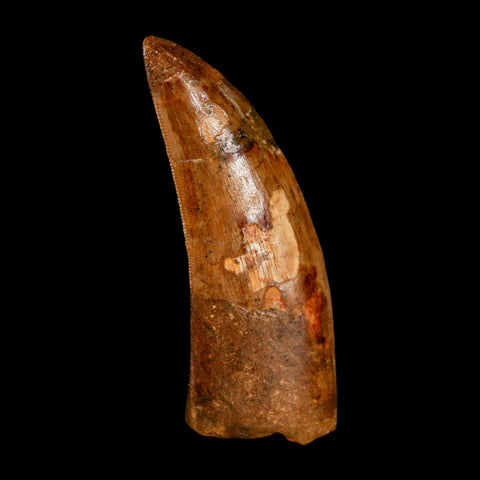 XL 3.2" Carcharodontosaurus Serrated Fossil Tooth Cretaceous Theropod Dinosaur COA - Fossil Age Minerals