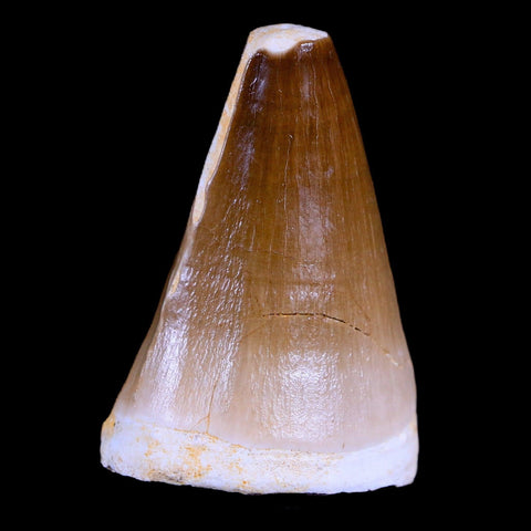 XL 2" Mosasaur Prognathodon Fossil Tooth Cretaceous Dinosaur Era COA & Stand - Fossil Age Minerals