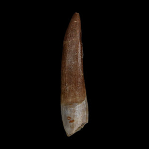 XL 2