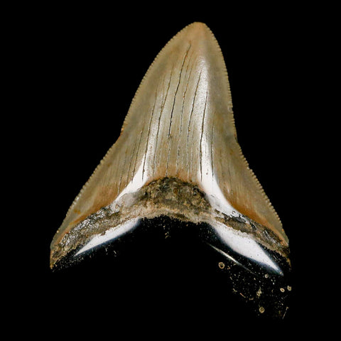 2.9" Quality Megalodon Shark Tooth Serrated Fossil Natural Miocene Age COA - Fossil Age Minerals