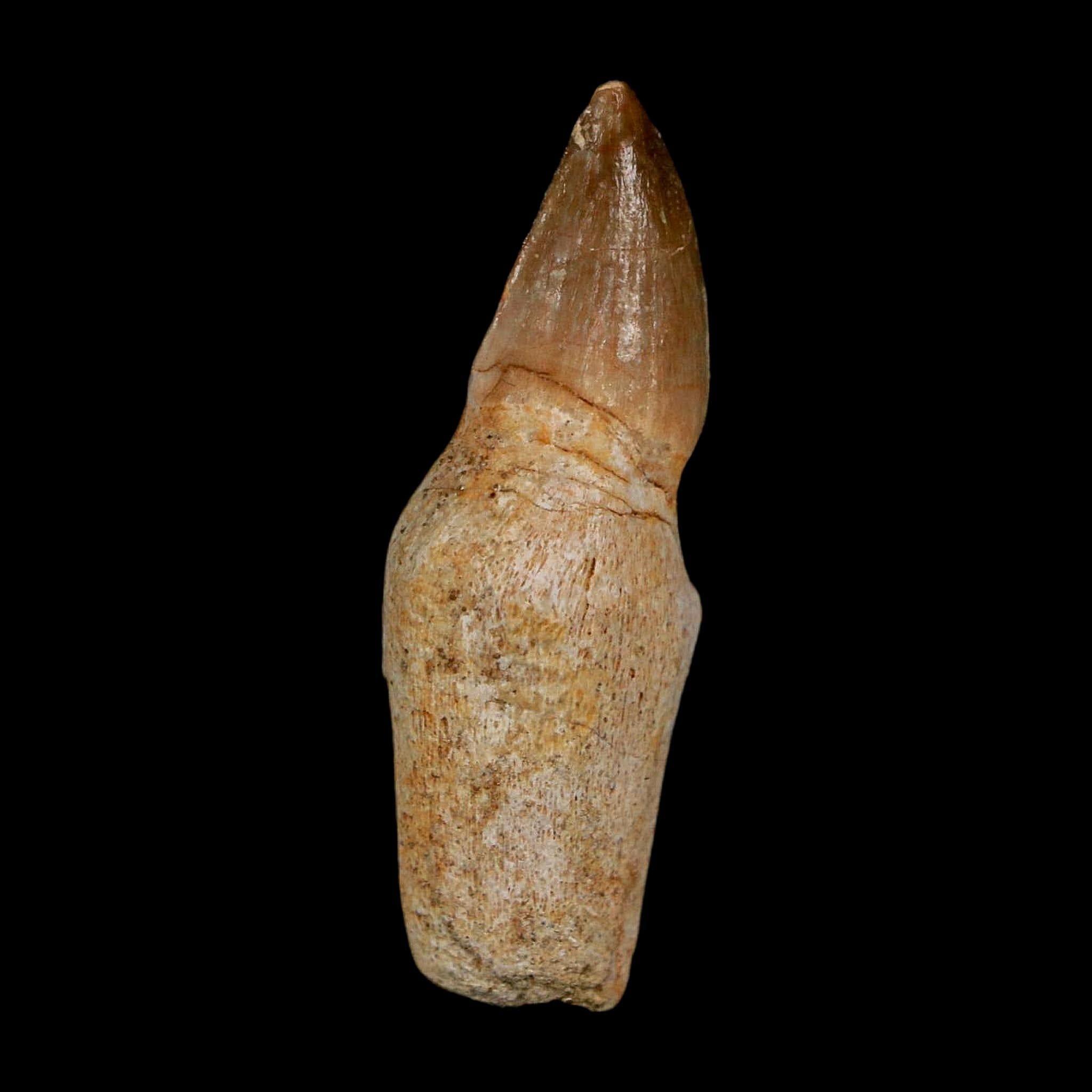 1.7" Halisaurus Walkeri Mosasaur Fossil Tooth Rooted Cretaceous Dinosaur Era COA - Fossil Age Minerals