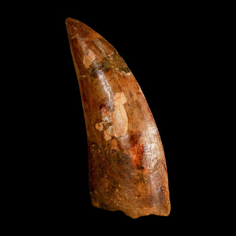 XL 3.2" Carcharodontosaurus Serrated Fossil Tooth Cretaceous Theropod Dinosaur COA - Fossil Age Minerals