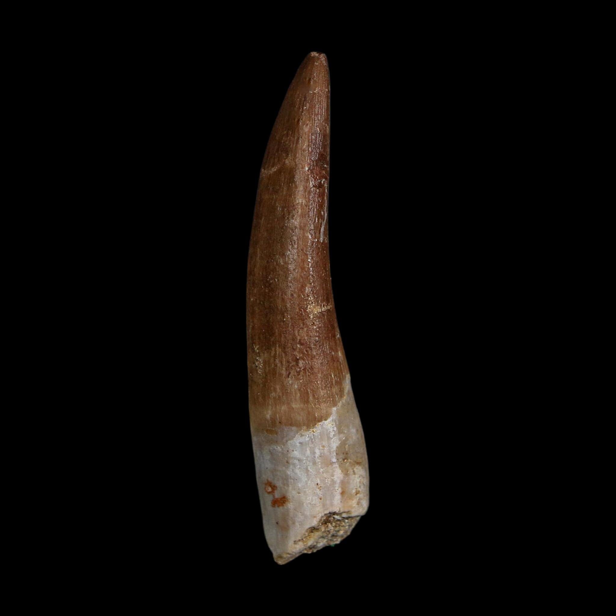 XL 2