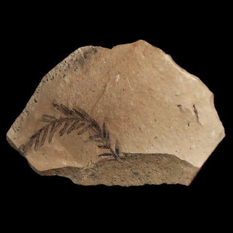1.2" Detailed Fossil Plant Leafs Metasequoia Dawn Redwood Oligocene Age MT COA - Fossil Age Minerals