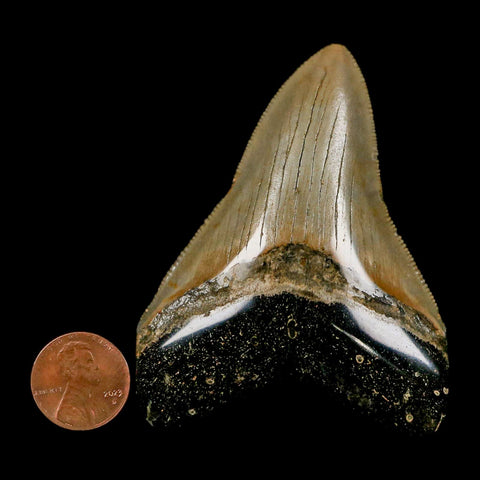 2.9" Quality Megalodon Shark Tooth Serrated Fossil Natural Miocene Age COA - Fossil Age Minerals