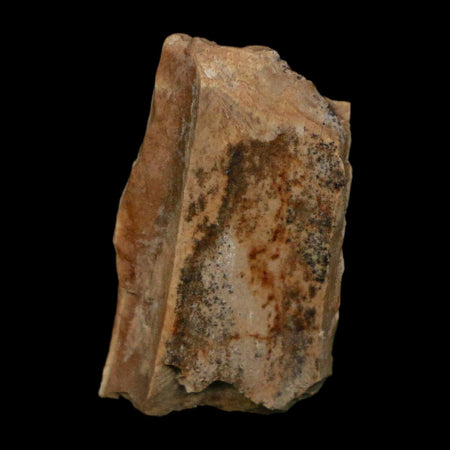 0.9" Tyrannosaurus Rex Fossil Bone Dinosaur Lance Creek Formation Wyoming COA