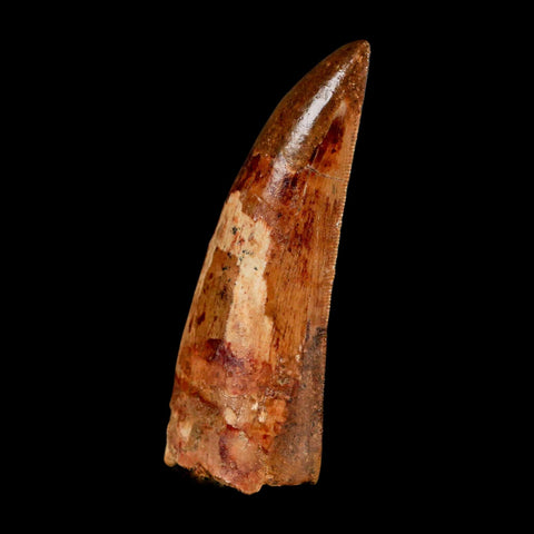XL 3.2" Carcharodontosaurus Serrated Fossil Tooth Cretaceous Theropod Dinosaur COA - Fossil Age Minerals