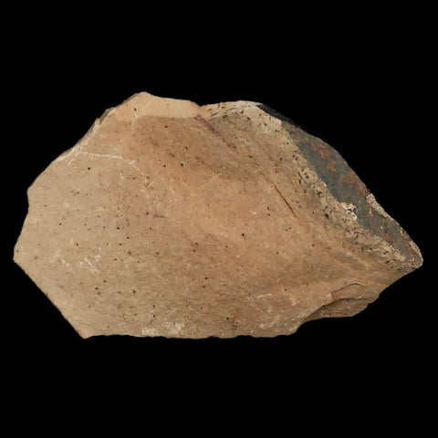 1.2" Detailed Fossil Plant Leafs Metasequoia Dawn Redwood Oligocene Age MT COA - Fossil Age Minerals