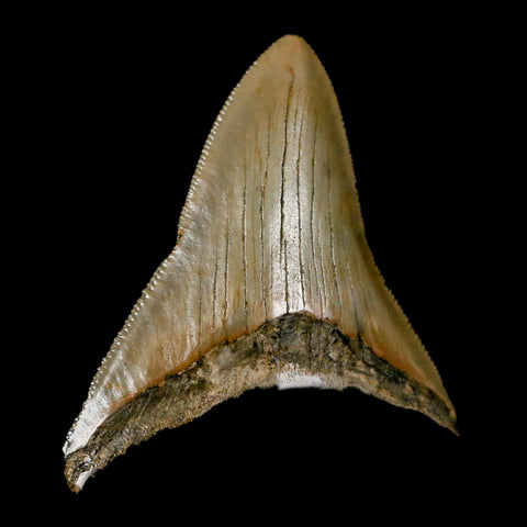 2.9" Quality Megalodon Shark Tooth Serrated Fossil Natural Miocene Age COA - Fossil Age Minerals