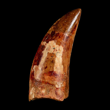 XL 3.2" Carcharodontosaurus Serrated Fossil Tooth Cretaceous Theropod Dinosaur COA