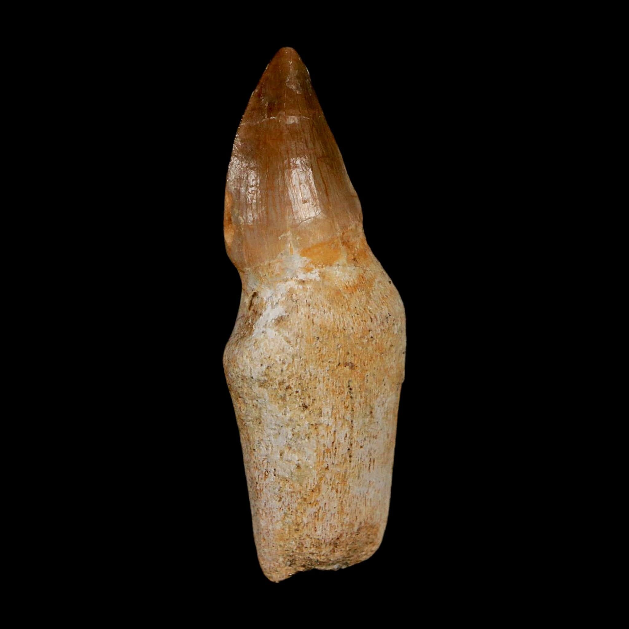 1.7" Halisaurus Walkeri Mosasaur Fossil Tooth Rooted Cretaceous Dinosaur Era COA - Fossil Age Minerals