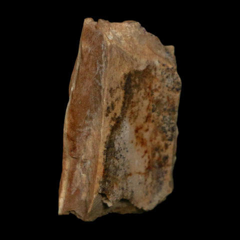 0.9" Tyrannosaurus Rex Fossil Bone Dinosaur Lance Creek Formation Wyoming COA - Fossil Age Minerals