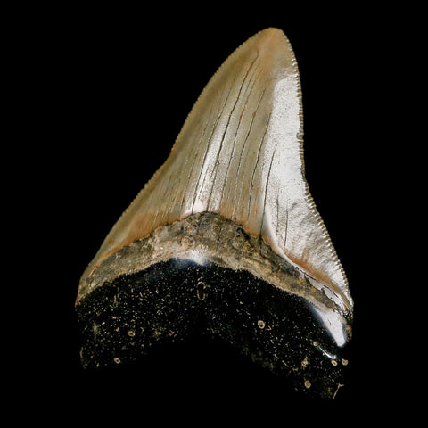 2.9" Quality Megalodon Shark Tooth Serrated Fossil Natural Miocene Age COA - Fossil Age Minerals