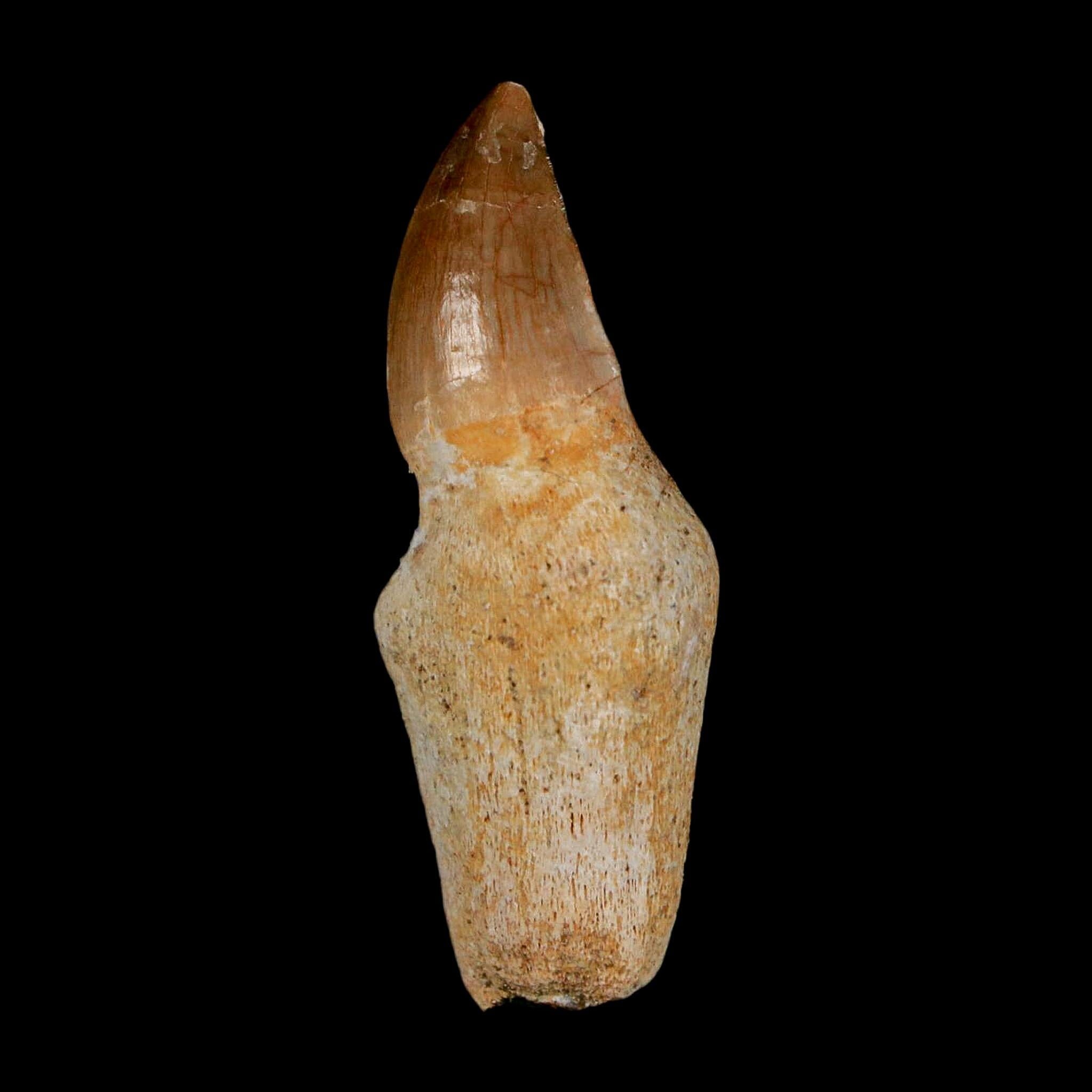 1.7" Halisaurus Walkeri Mosasaur Fossil Tooth Rooted Cretaceous Dinosaur Era COA - Fossil Age Minerals