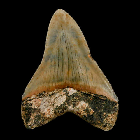2.9" Quality Megalodon Shark Tooth Serrated Fossil Natural Miocene Age COA - Fossil Age Minerals