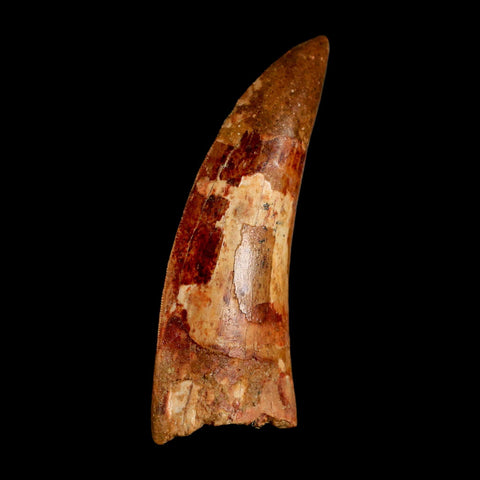 XL 3.2" Carcharodontosaurus Serrated Fossil Tooth Cretaceous Theropod Dinosaur COA - Fossil Age Minerals