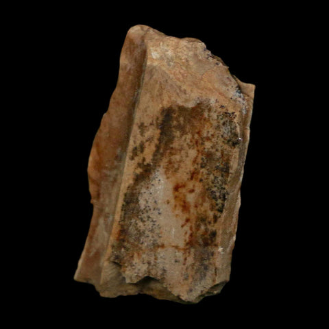 0.9" Tyrannosaurus Rex Fossil Bone Dinosaur Lance Creek Formation Wyoming COA - Fossil Age Minerals