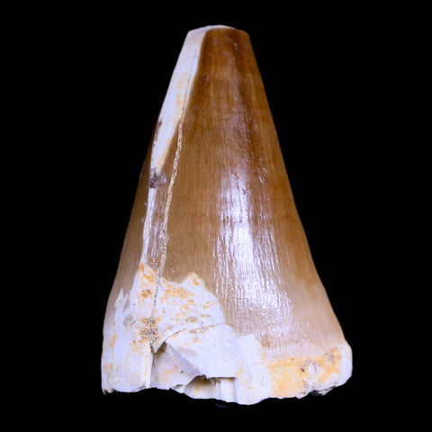 XL 2" Mosasaur Prognathodon Fossil Tooth Cretaceous Dinosaur Era COA & Stand - Fossil Age Minerals