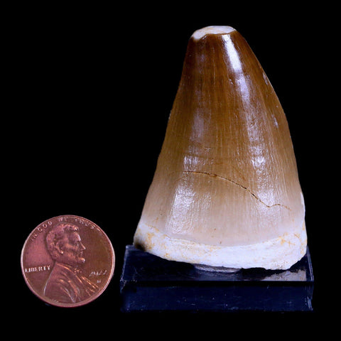 XL 2" Mosasaur Prognathodon Fossil Tooth Cretaceous Dinosaur Era COA & Stand - Fossil Age Minerals