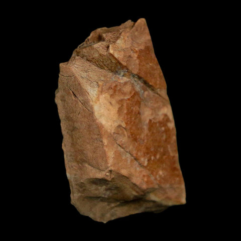 0.9" Tyrannosaurus Rex Fossil Bone Dinosaur Lance Creek Formation Wyoming COA - Fossil Age Minerals