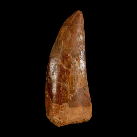 XL 3.4" Carcharodontosaurus Serrated Fossil Tooth Cretaceous Theropod Dinosaur COA