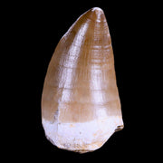 XL 2.1" Mosasaur Prognathodon Fossil Tooth Cretaceous Dinosaur Era COA & Stand