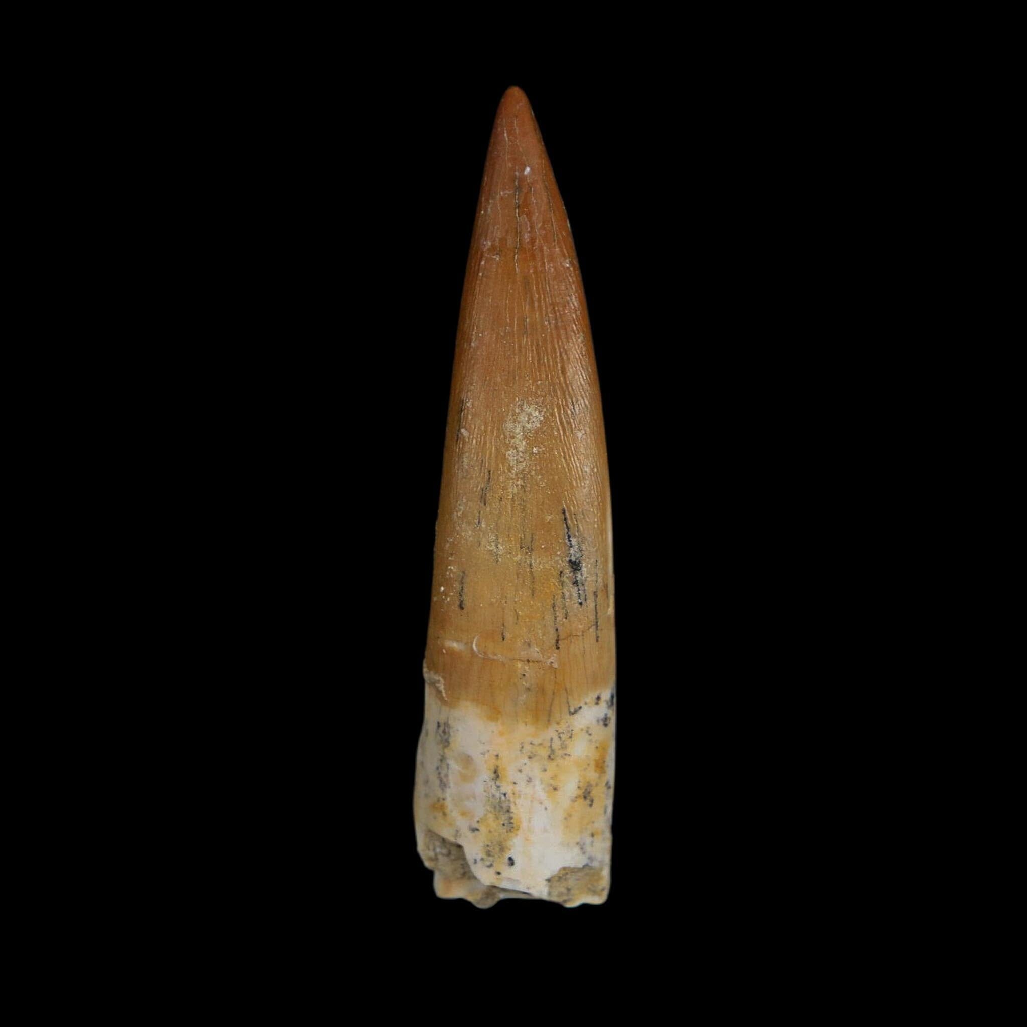 XL 2.1" Plesiosaur Zarafasaura Tooth Fossil Cretaceous Dinosaur Era COA, Stand