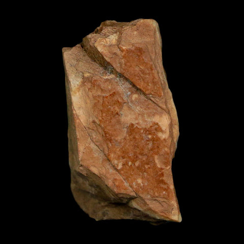0.9" Tyrannosaurus Rex Fossil Bone Dinosaur Lance Creek Formation Wyoming COA - Fossil Age Minerals