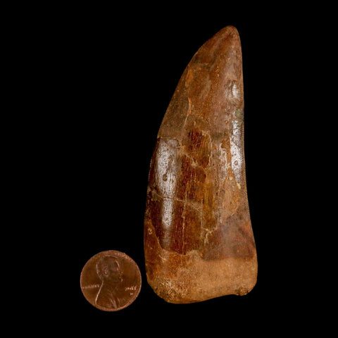 XL 3.4" Carcharodontosaurus Serrated Fossil Tooth Cretaceous Theropod Dinosaur COA - Fossil Age Minerals