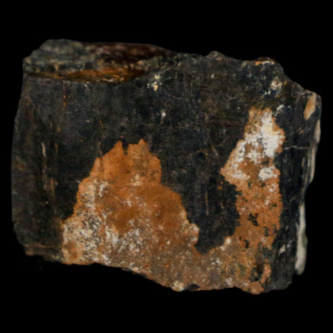 1.1" Stegosaurus Fossil Bone Morrison Formation Wyoming Jurassic Age Dinosaur COA - Fossil Age Minerals