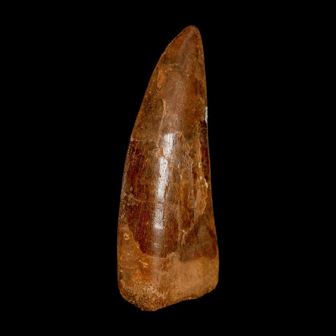 XL 3.4" Carcharodontosaurus Serrated Fossil Tooth Cretaceous Theropod Dinosaur COA - Fossil Age Minerals
