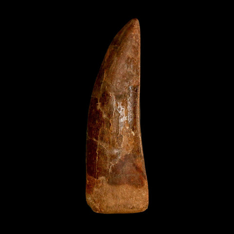 XL 3.4" Carcharodontosaurus Serrated Fossil Tooth Cretaceous Theropod Dinosaur COA - Fossil Age Minerals